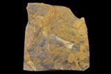 Paleocene Winged Maple Seed (Acer) Fossil - North Dakota #145335-1